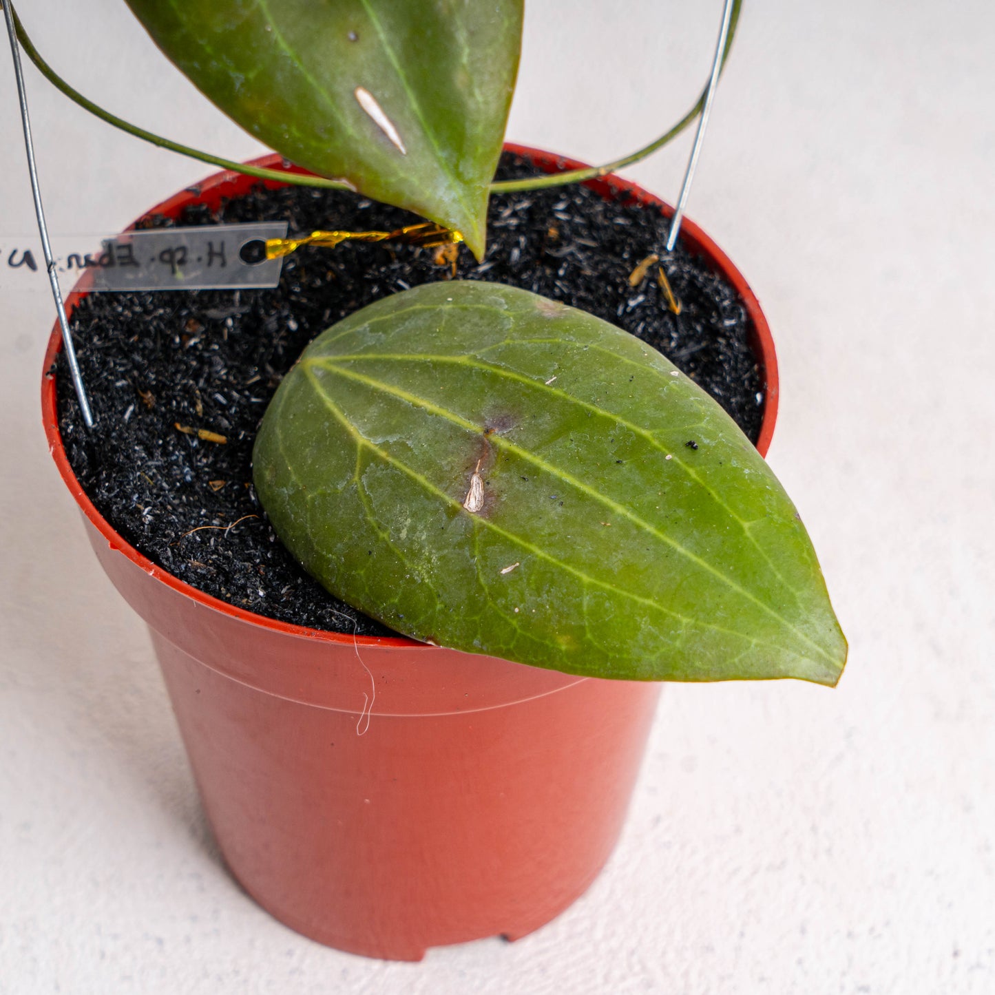 Hoya Latifolia SP Eban
