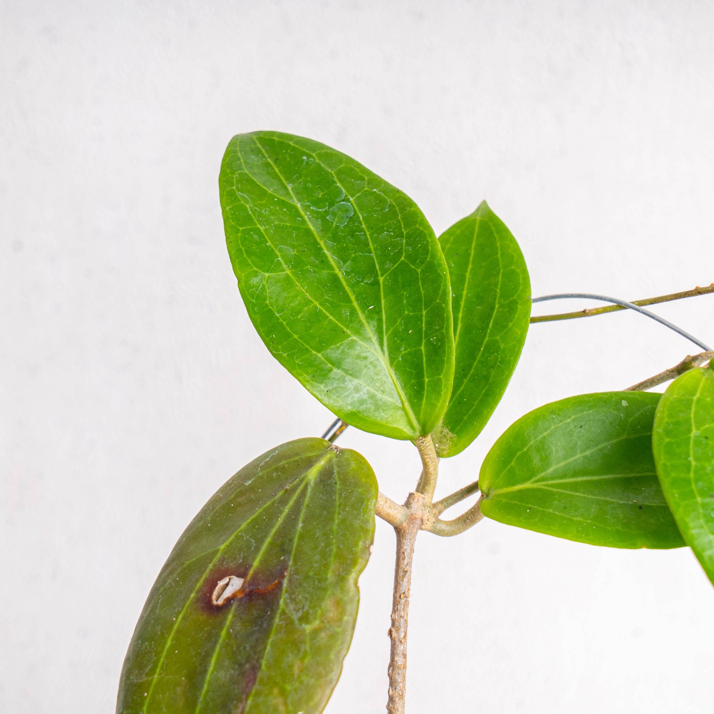 Hoya Latifolia SP Eban