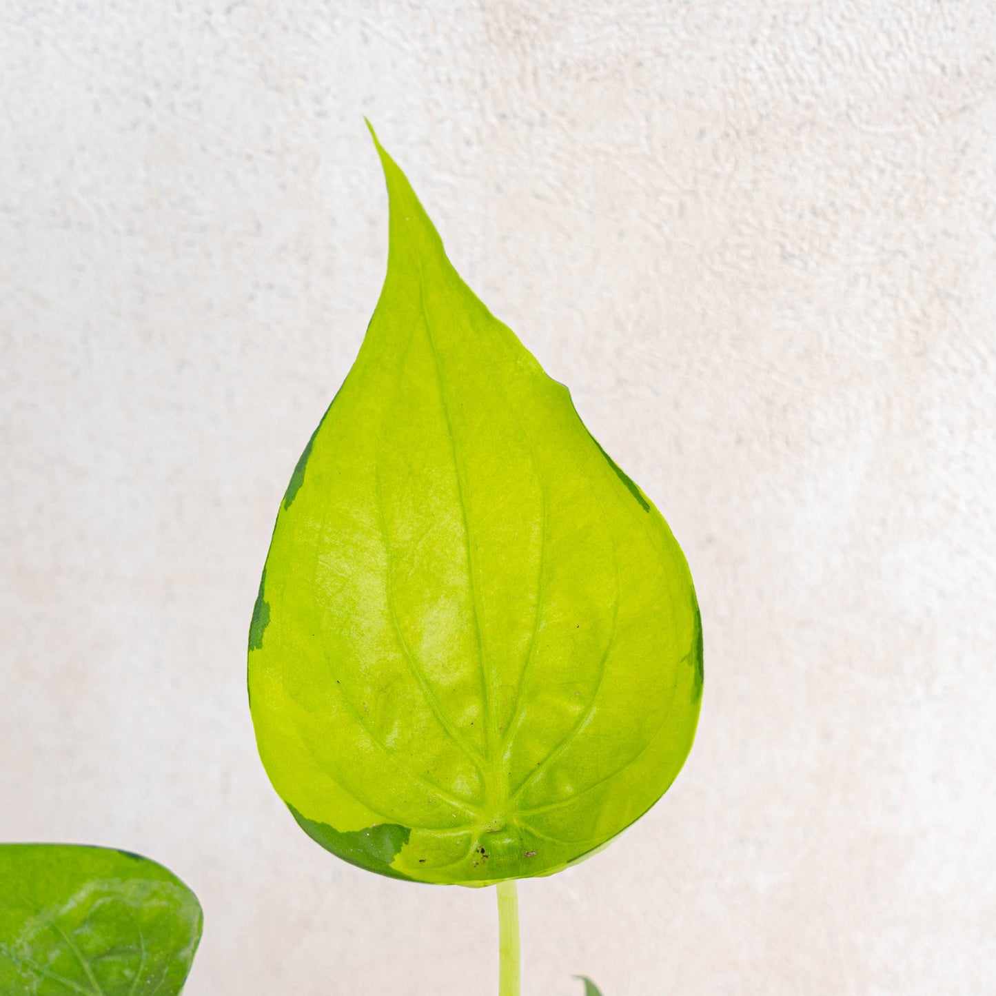 Alocasia Cuculata Variegated