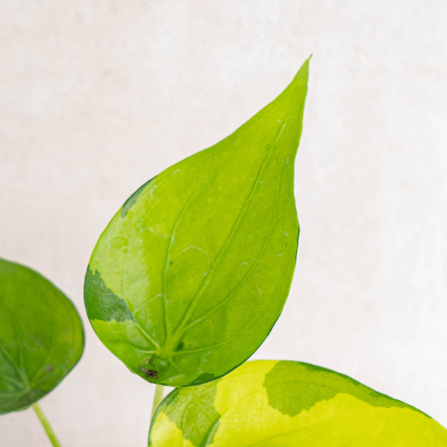 Alocasia Cuculata Variegated
