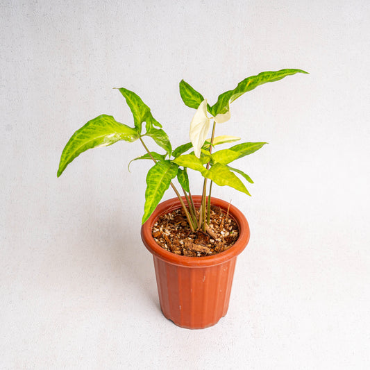 Syngonium Angustatum Variegated - Indonesian Rare Plants