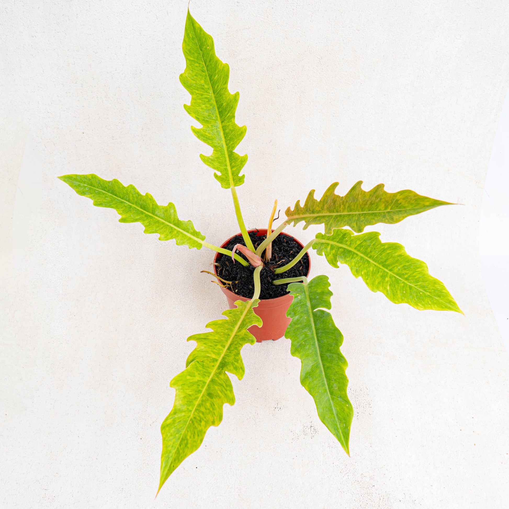 Philodendron Ring Of Fire x Golden Saw - Indonesian Rare Plants