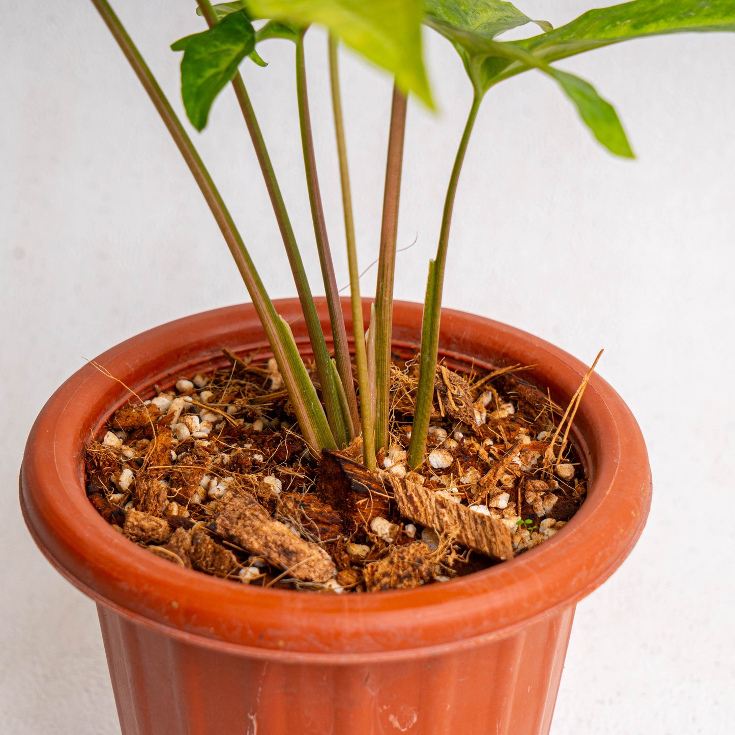 Syngonium Angustatum Variegated