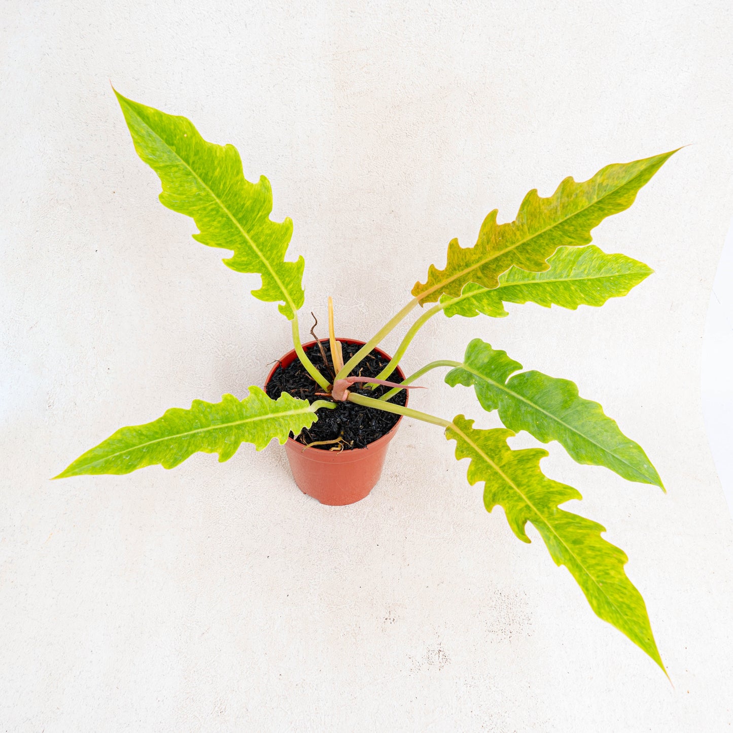 Philodendron Ring Of Fire x Golden Saw