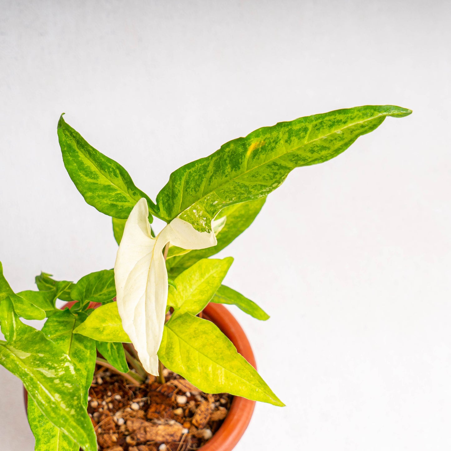Syngonium Angustatum Variegated