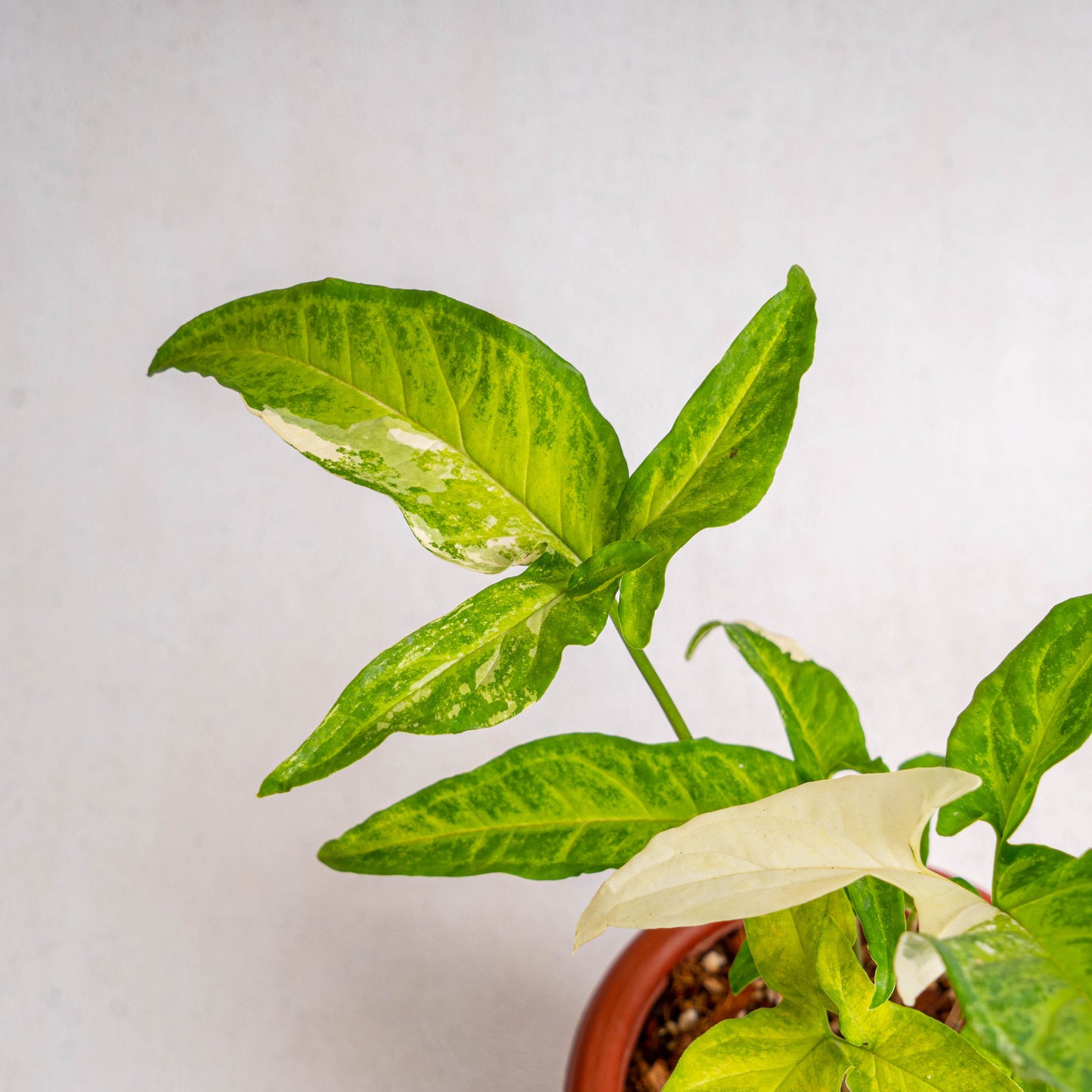 Syngonium Angustatum Variegated