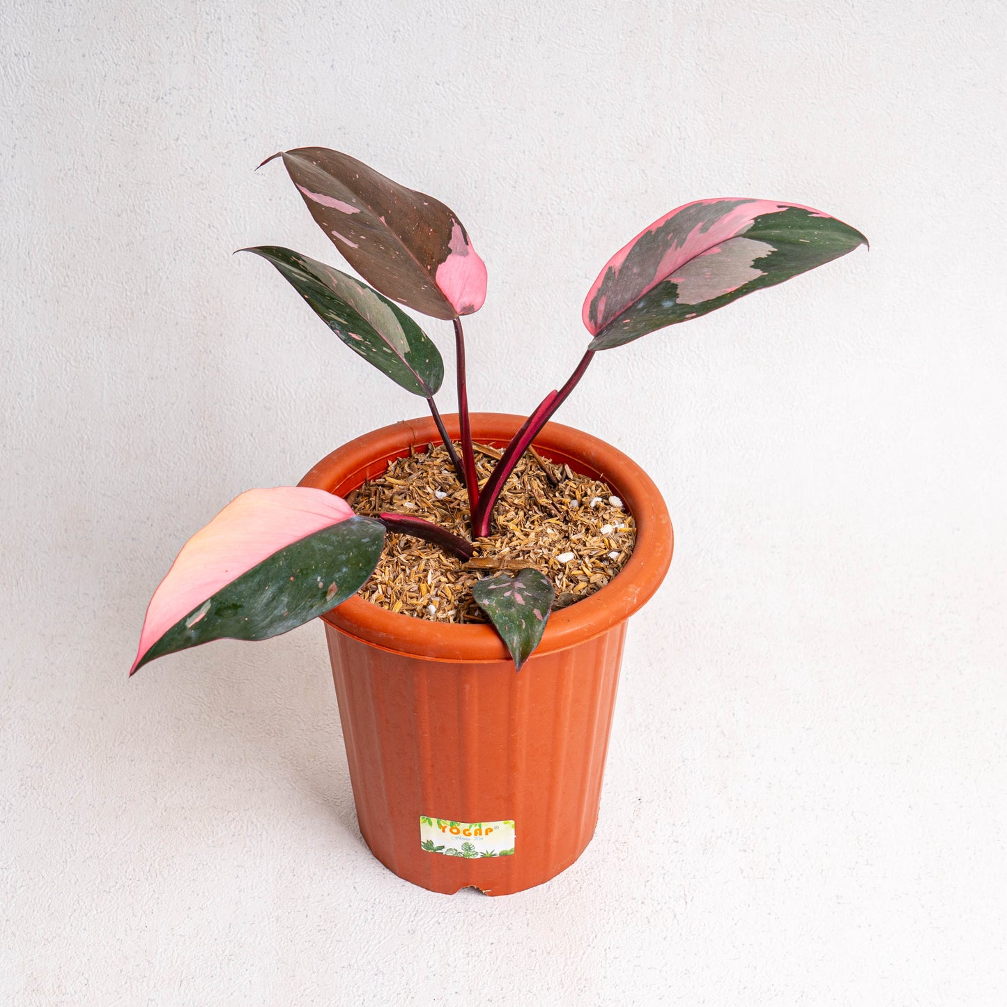 Philodendron Pink Princess Black Cherry - Indonesian Rare Plants