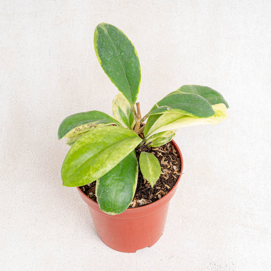 Hoya Incrassata Albomarginata - Indonesian Rare Plants
