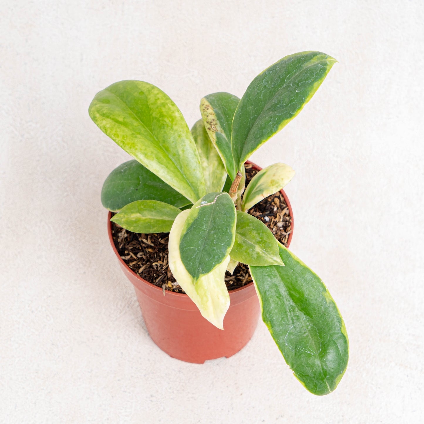 Hoya Incrassata Albomarginata