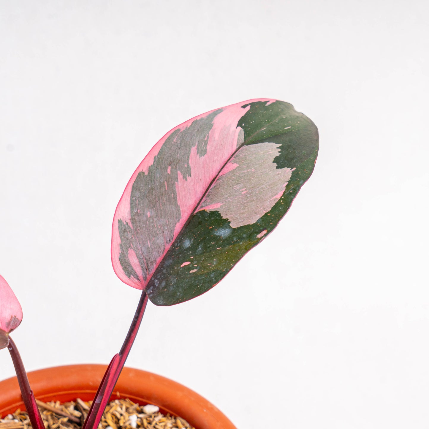 Philodendron Pink Princess Black Cherry