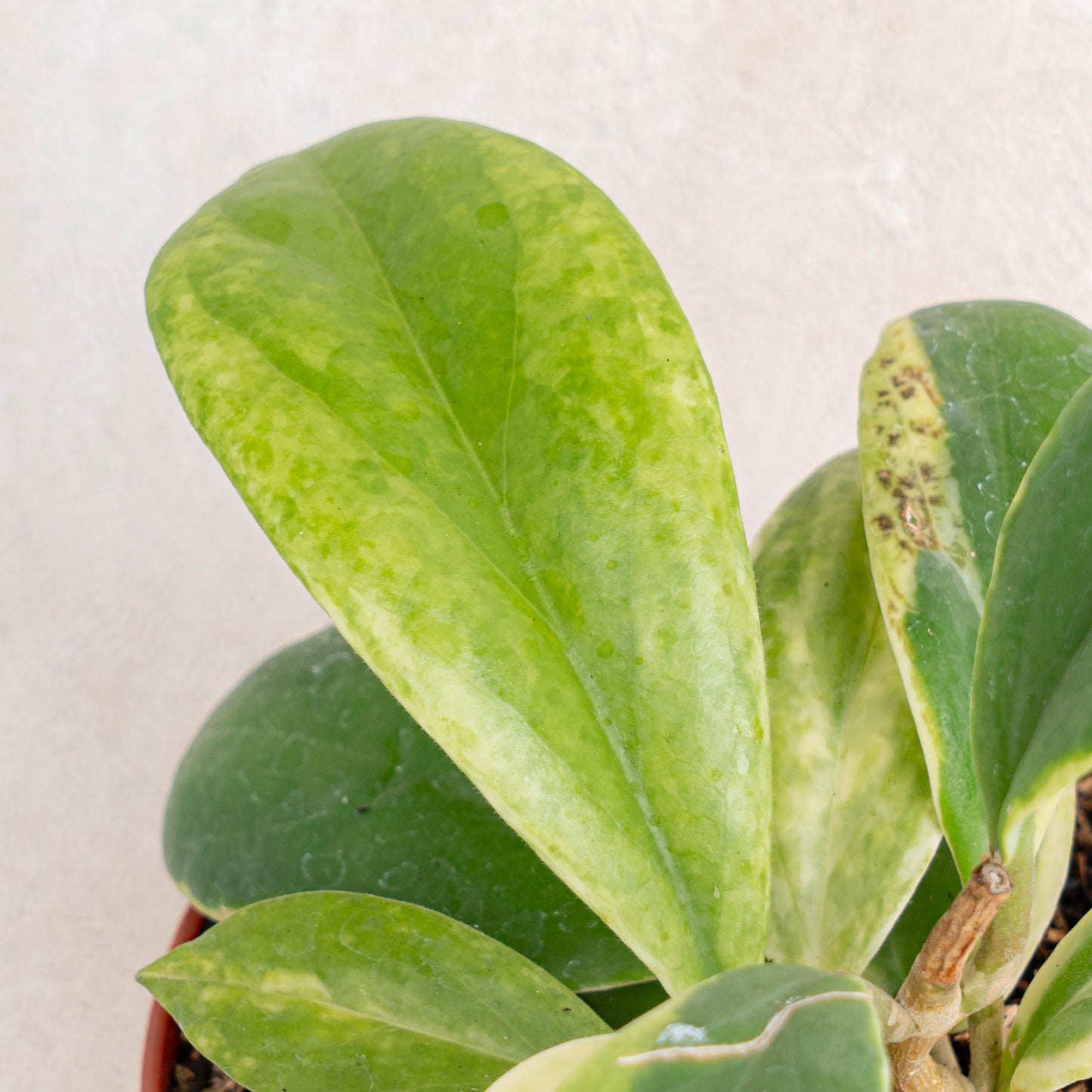 Hoya Incrassata Albomarginata