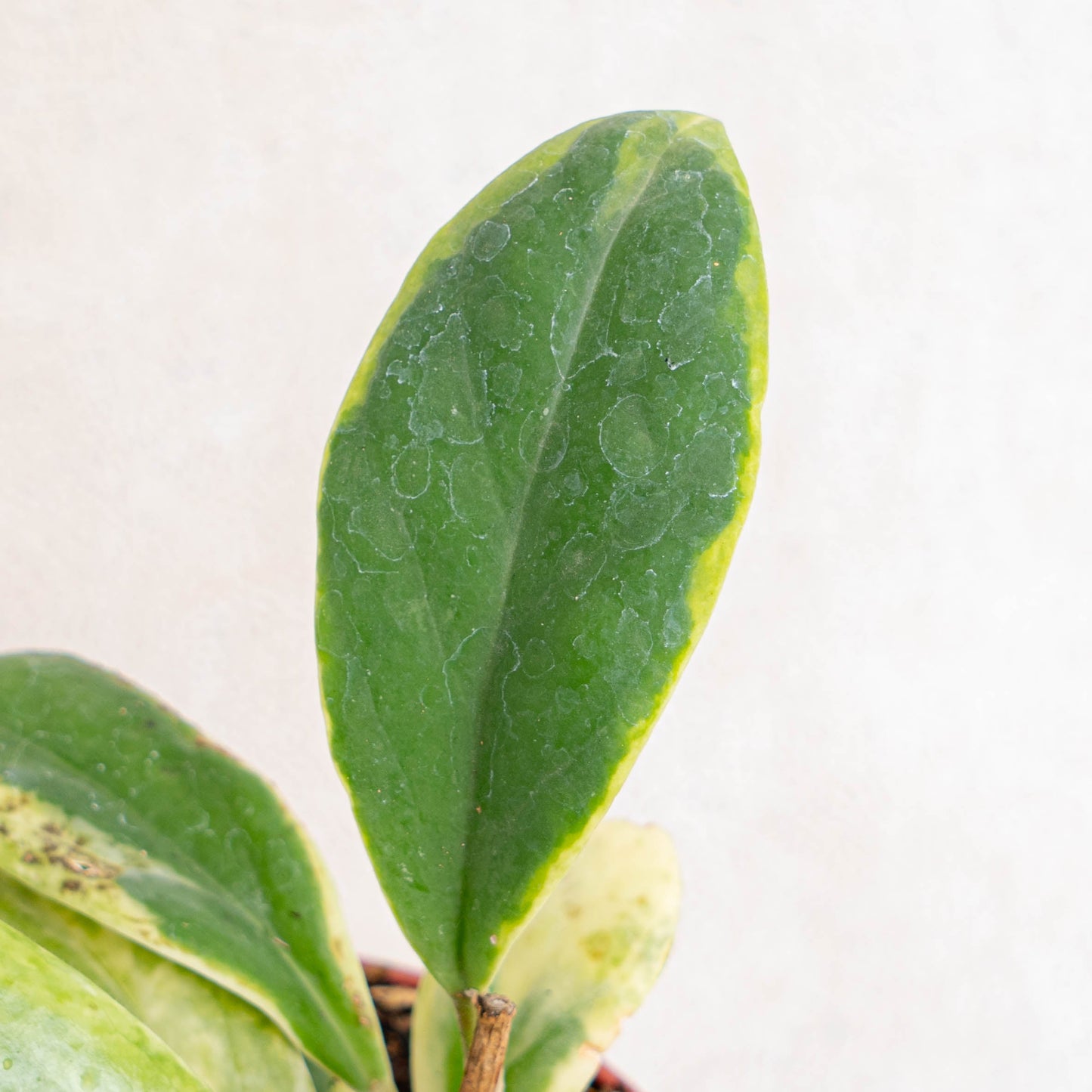 Hoya Incrassata Albomarginata