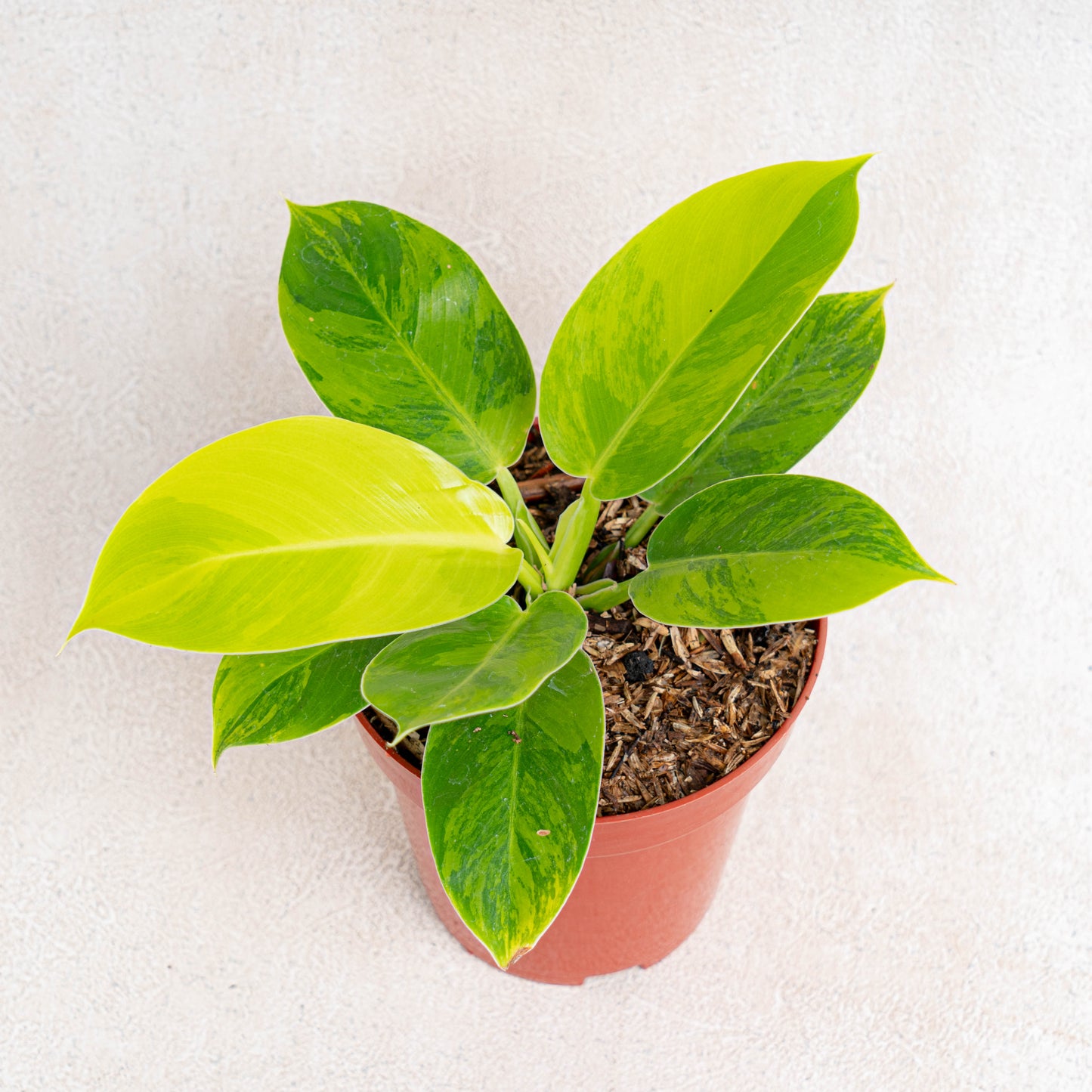 Philodendron Moonlight Variegated - Indonesian Rare Plants