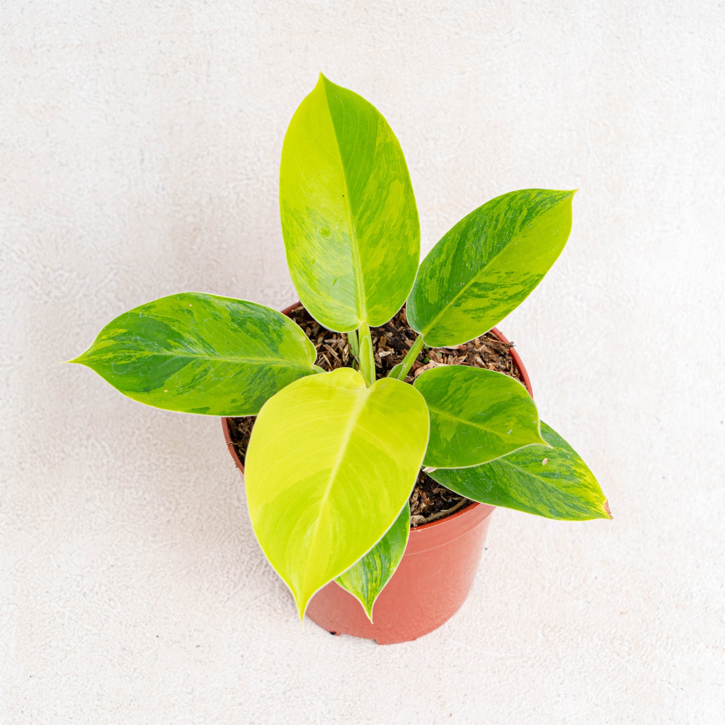 Philodendron Moonlight Variegated