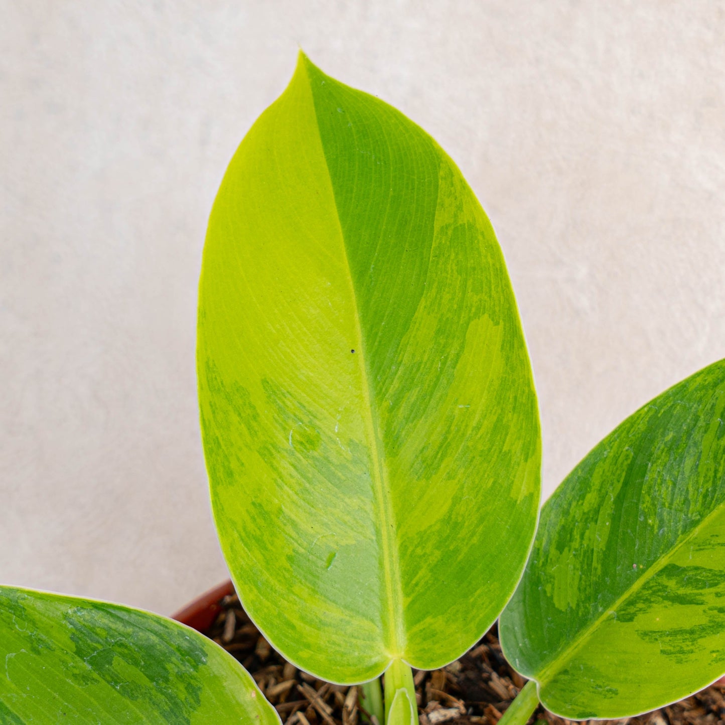 Philodendron Moonlight Variegated