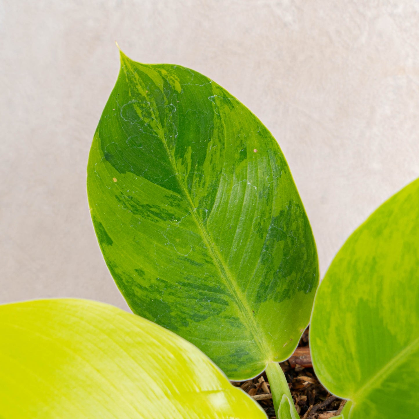Philodendron Moonlight Variegated