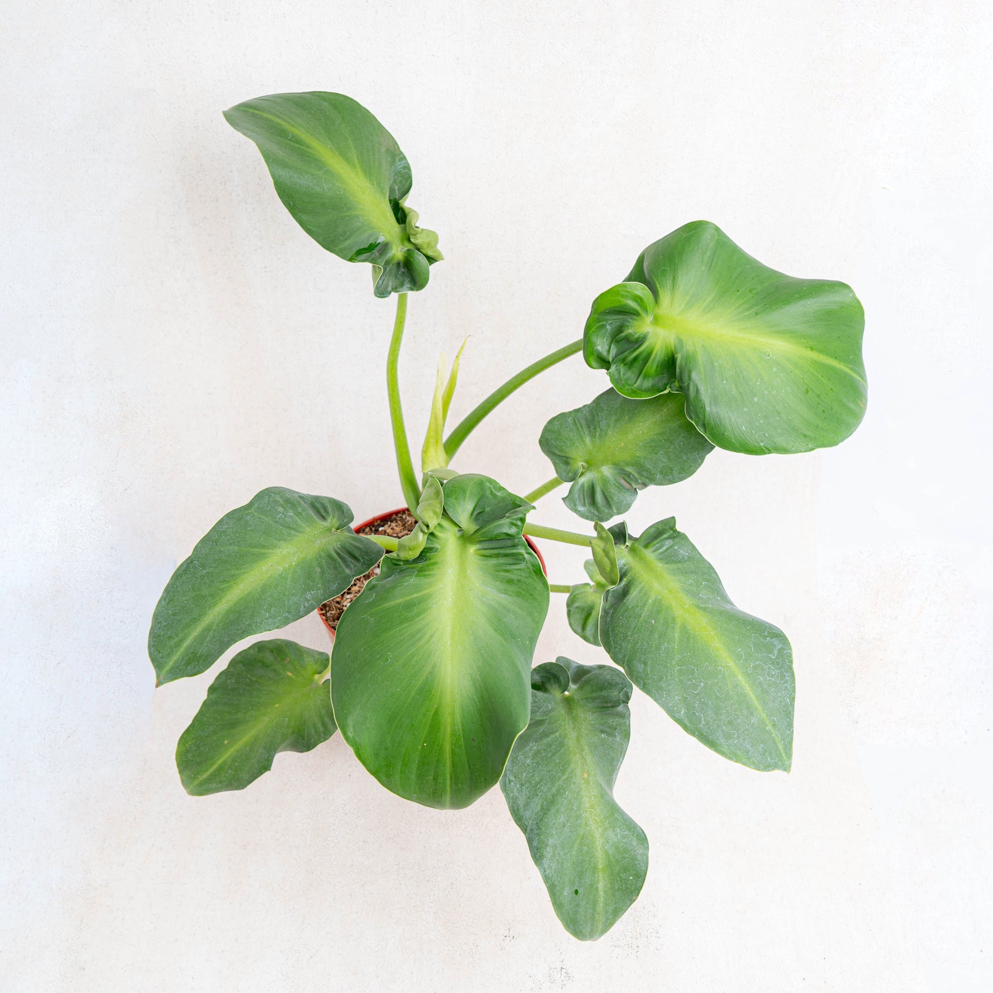 Philodendron Rugosum Aberrant Form - Indonesian Rare Plants