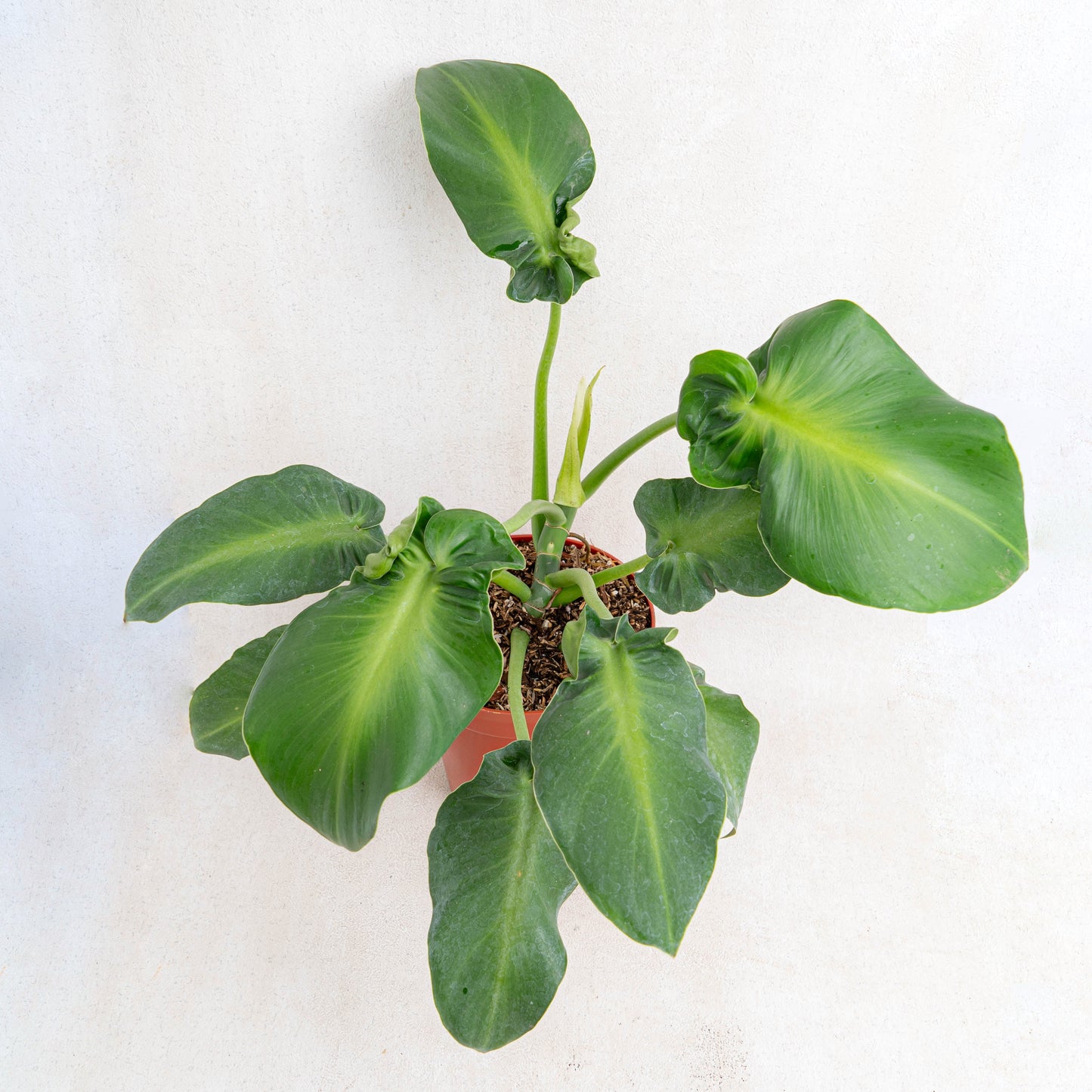 Philodendron Rugosum Aberrant Form