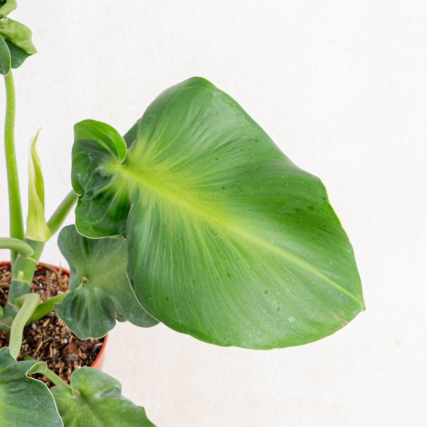Philodendron Rugosum Aberrant Form