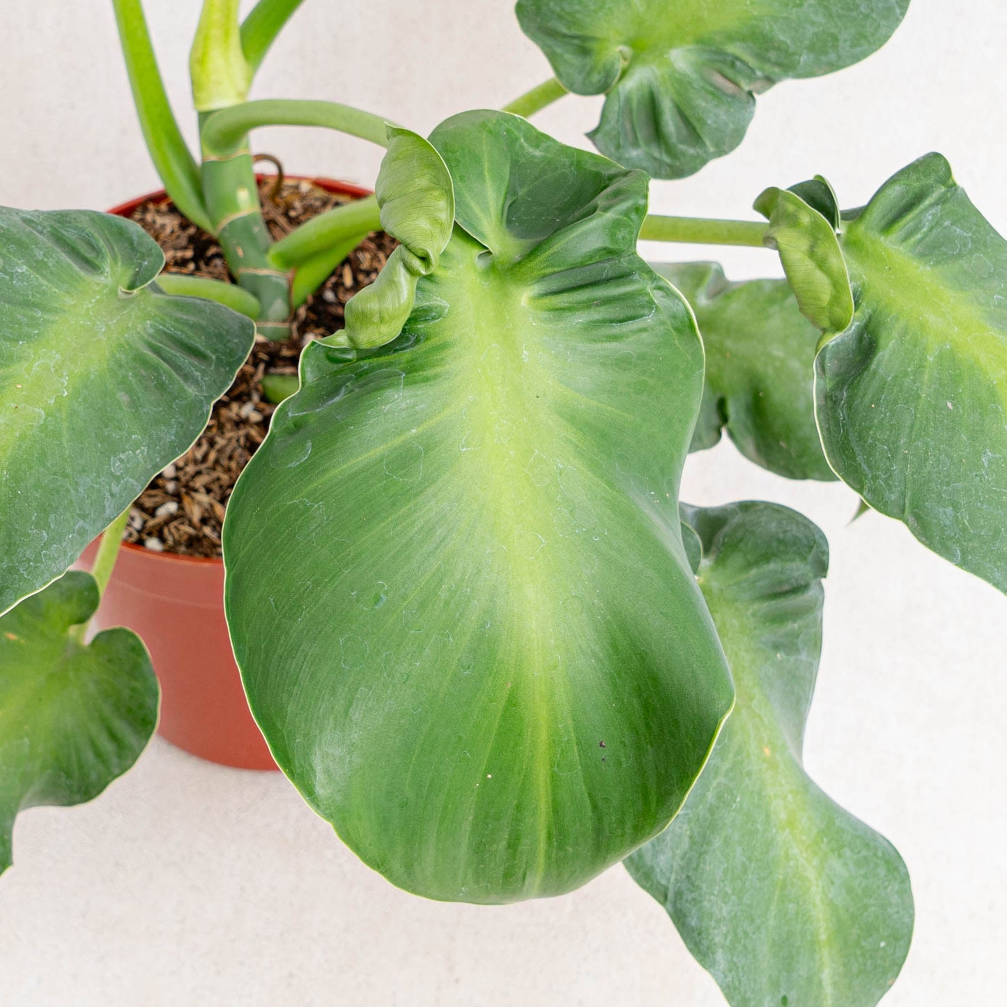 Philodendron Rugosum Aberrant Form
