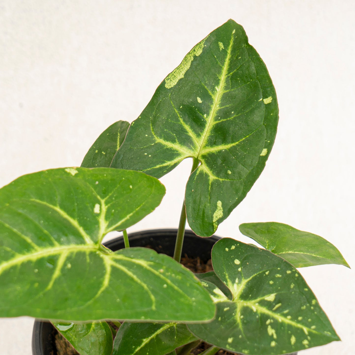 Syngonium Panda