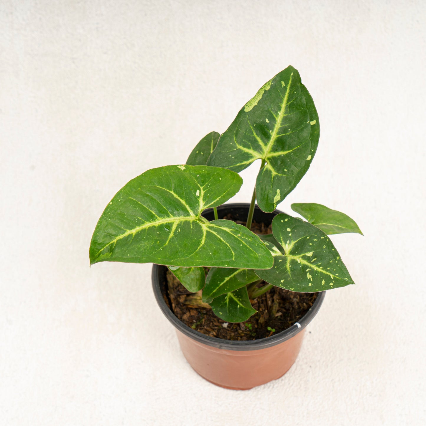 Syngonium Panda - Indonesian Rare Plants