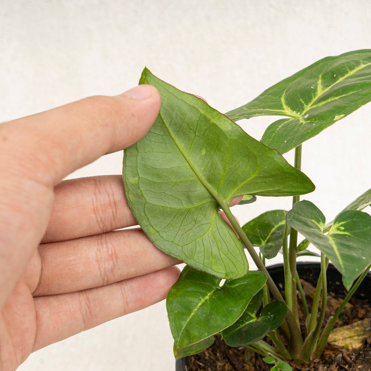 Syngonium Panda