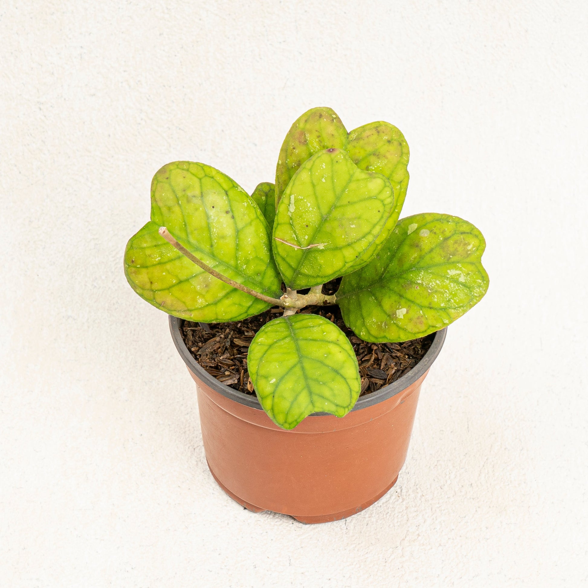Hoya Deykeae - Indonesian Rare Plants