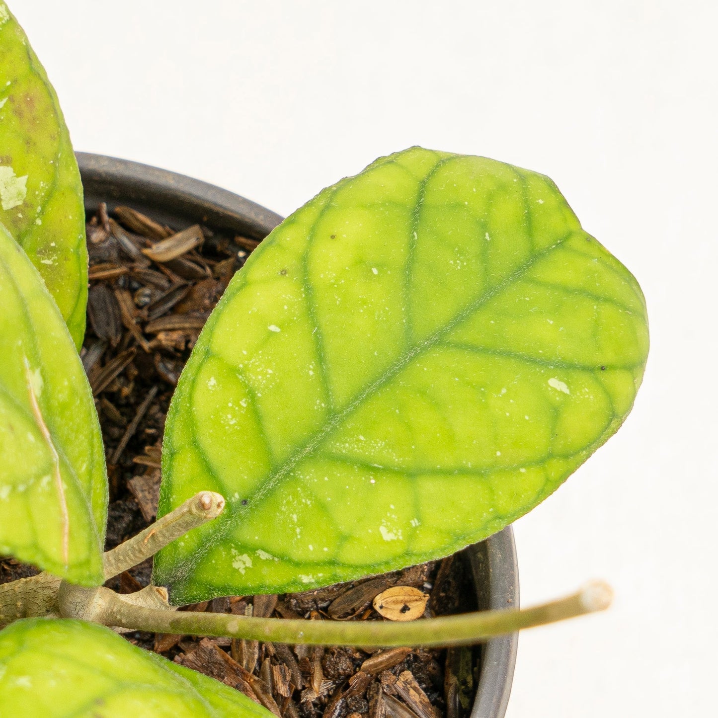 Hoya Deykeae