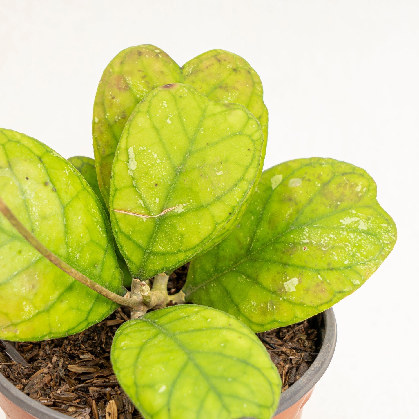 Hoya Deykeae