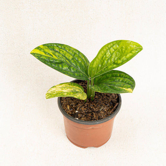 Monstera Karstenianum Variegated - Indonesian Rare Plants