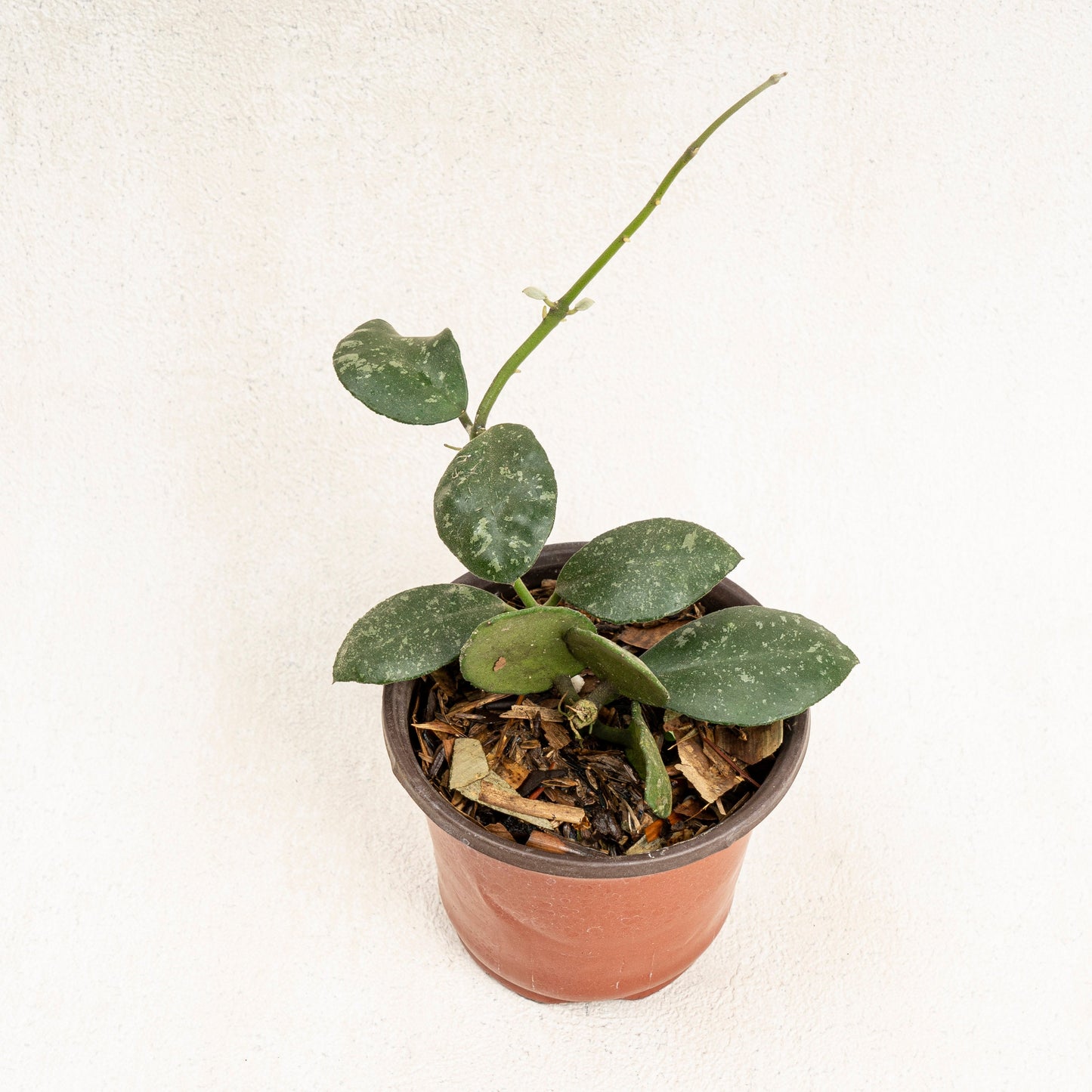 Hoya Waymaniae - Indonesian Rare Plants
