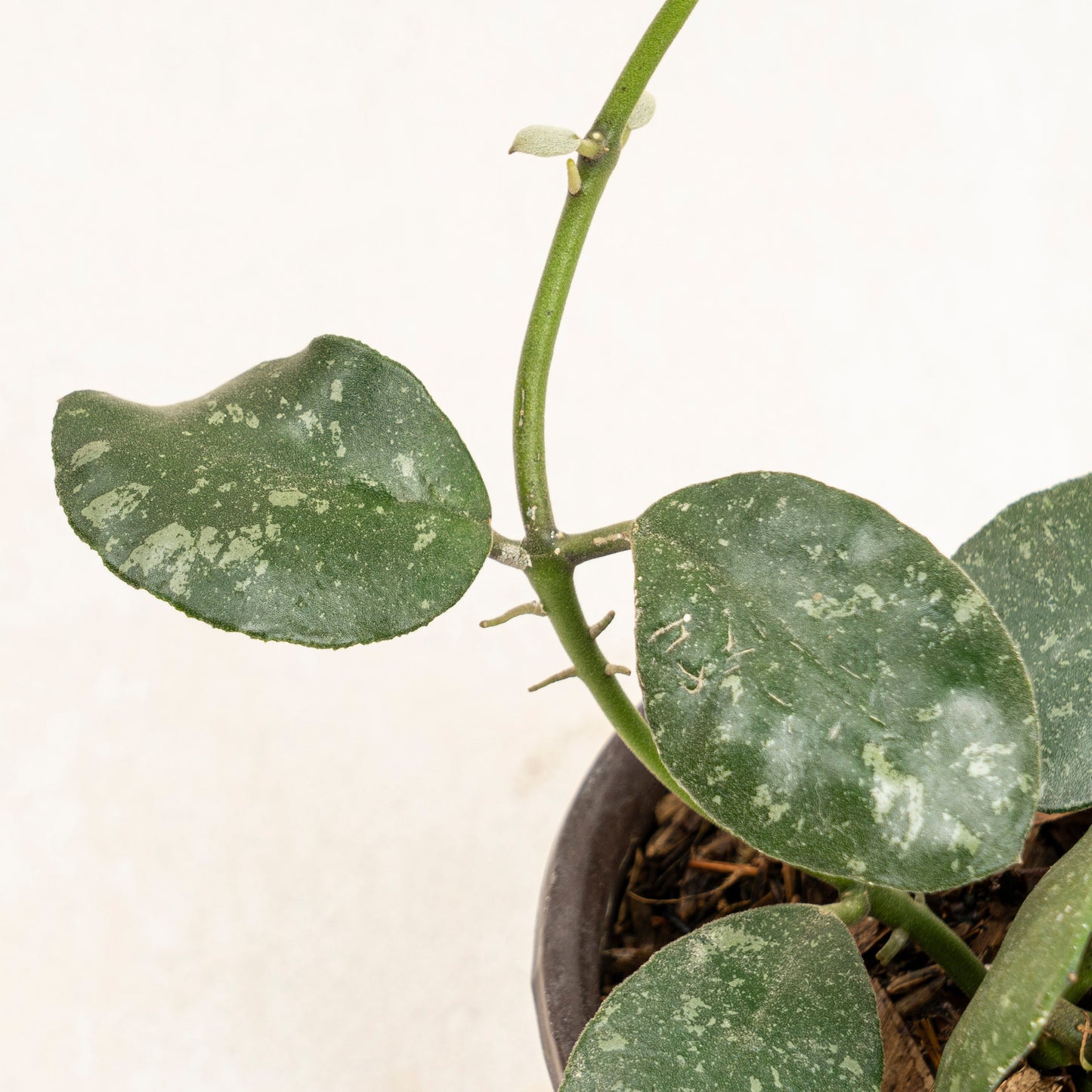 Hoya Waymaniae