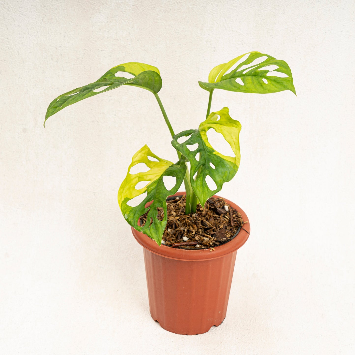 Monstera Adansonii Aurea Variegated