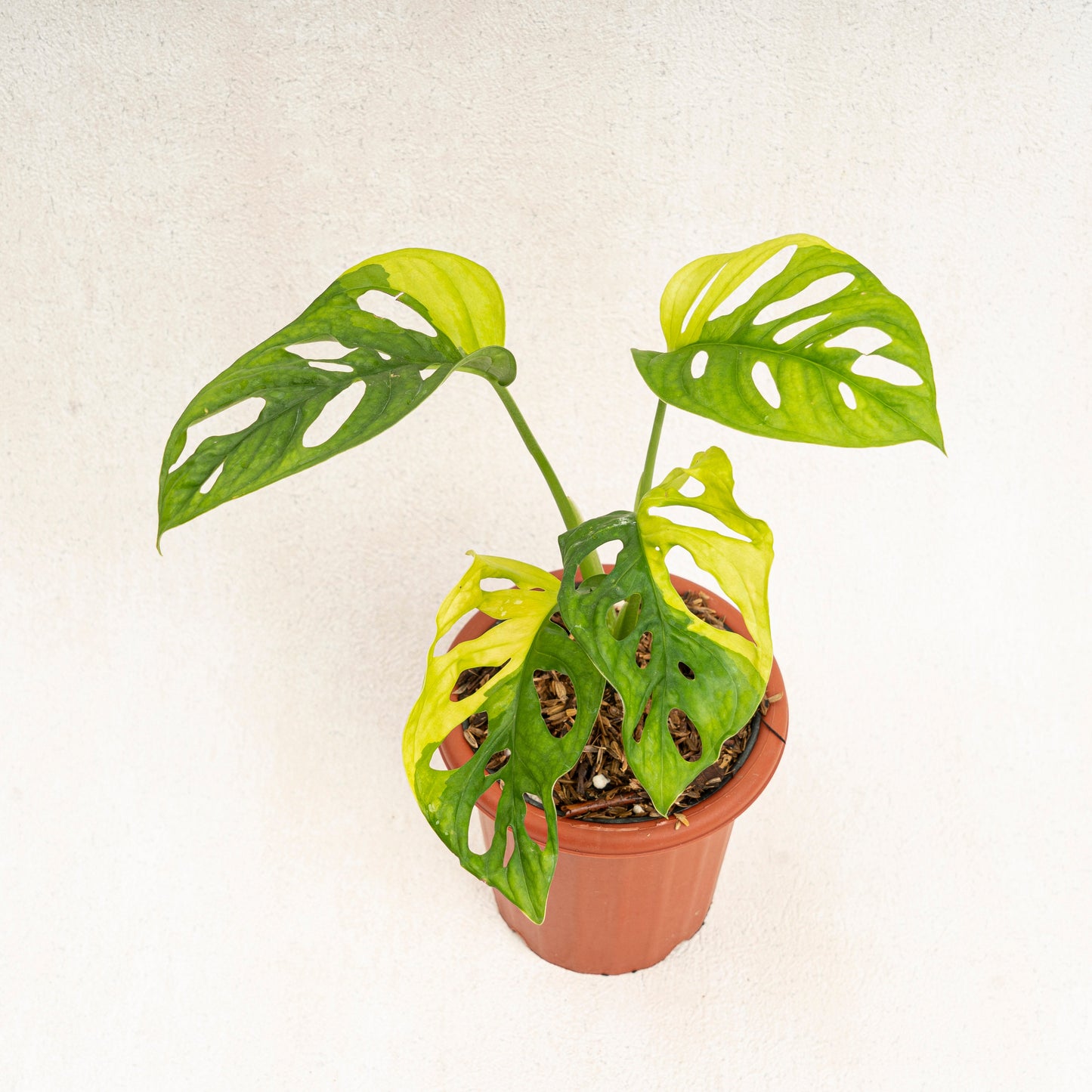 Monstera Adansonii Aurea Variegated - Indonesian Rare Plants