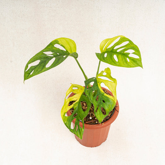 Monstera Adansonii Aurea Variegated - Indonesian Rare Plants