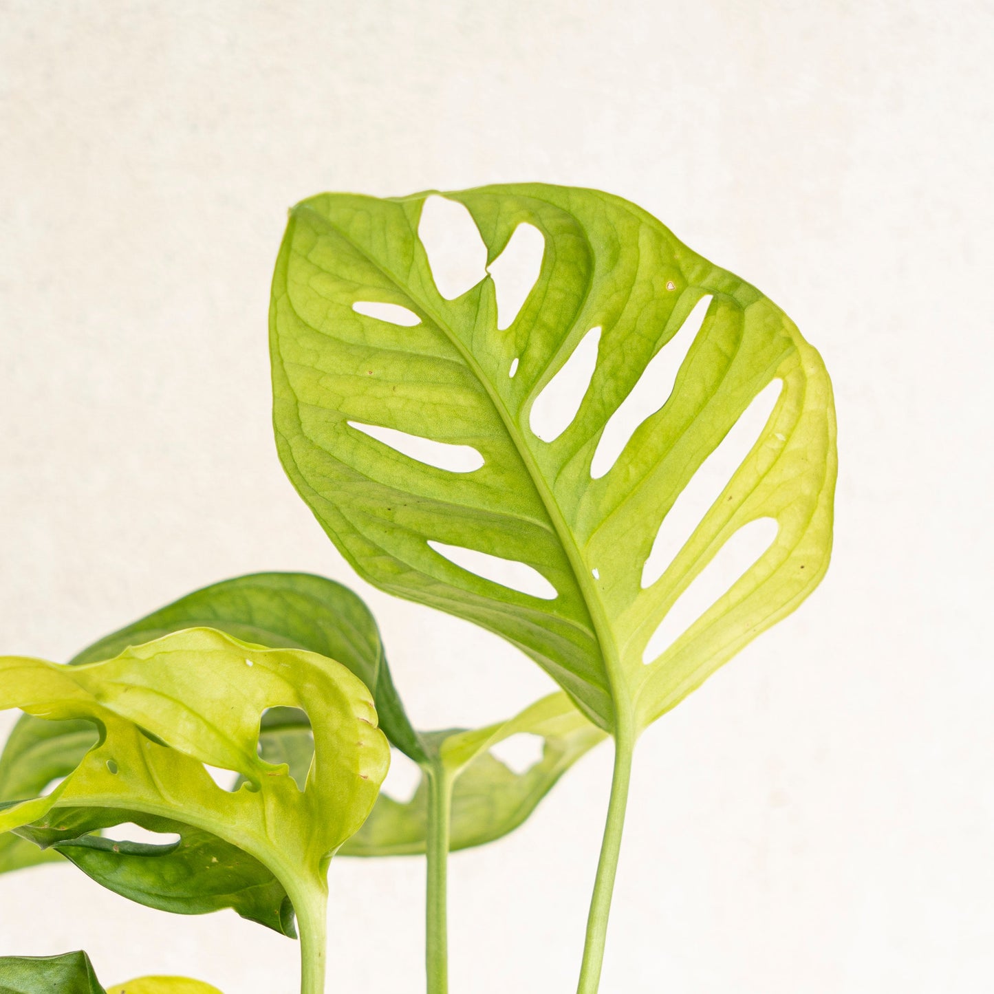 Monstera Adansonii Aurea Variegated