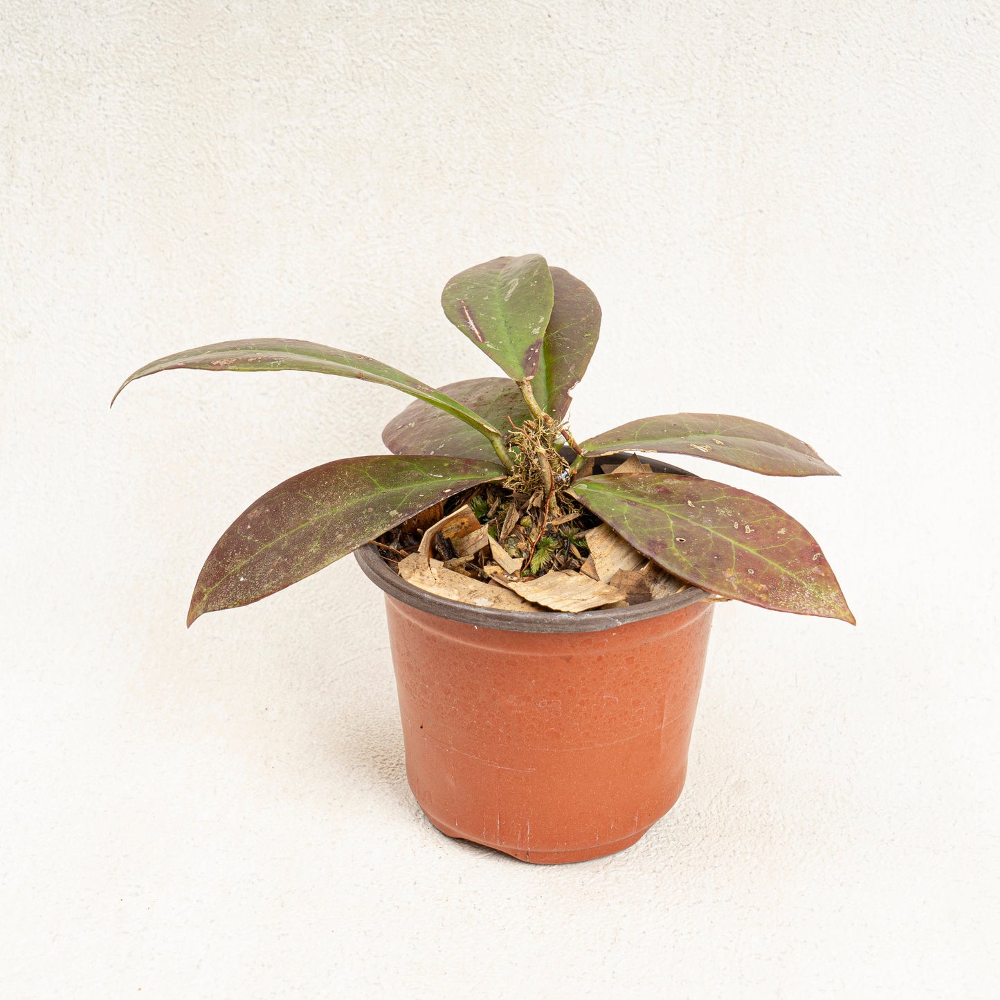 Hoya Buntok Red