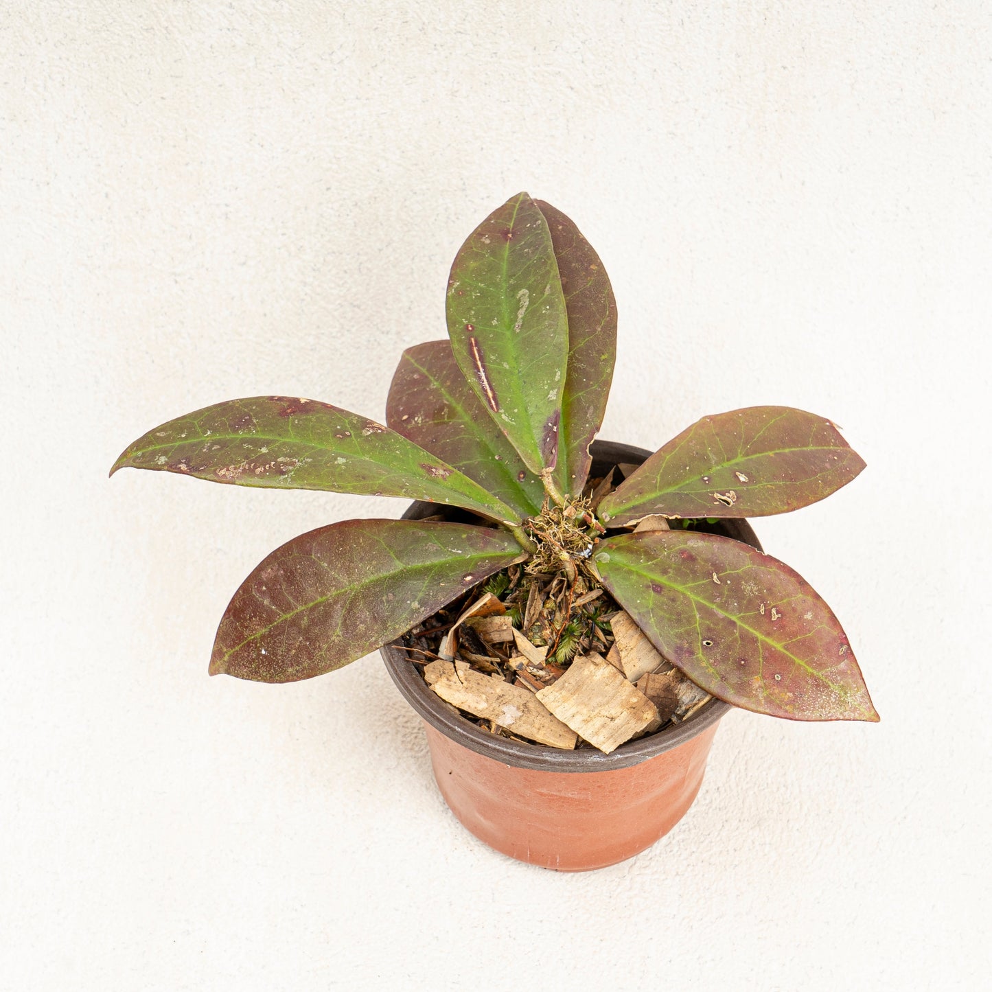 Hoya Buntok Red - Indonesian Rare Plants