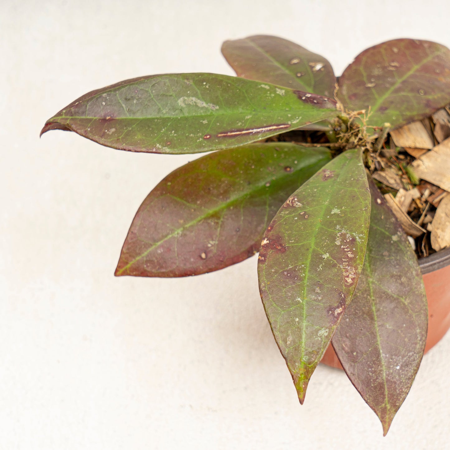Hoya Buntok Red