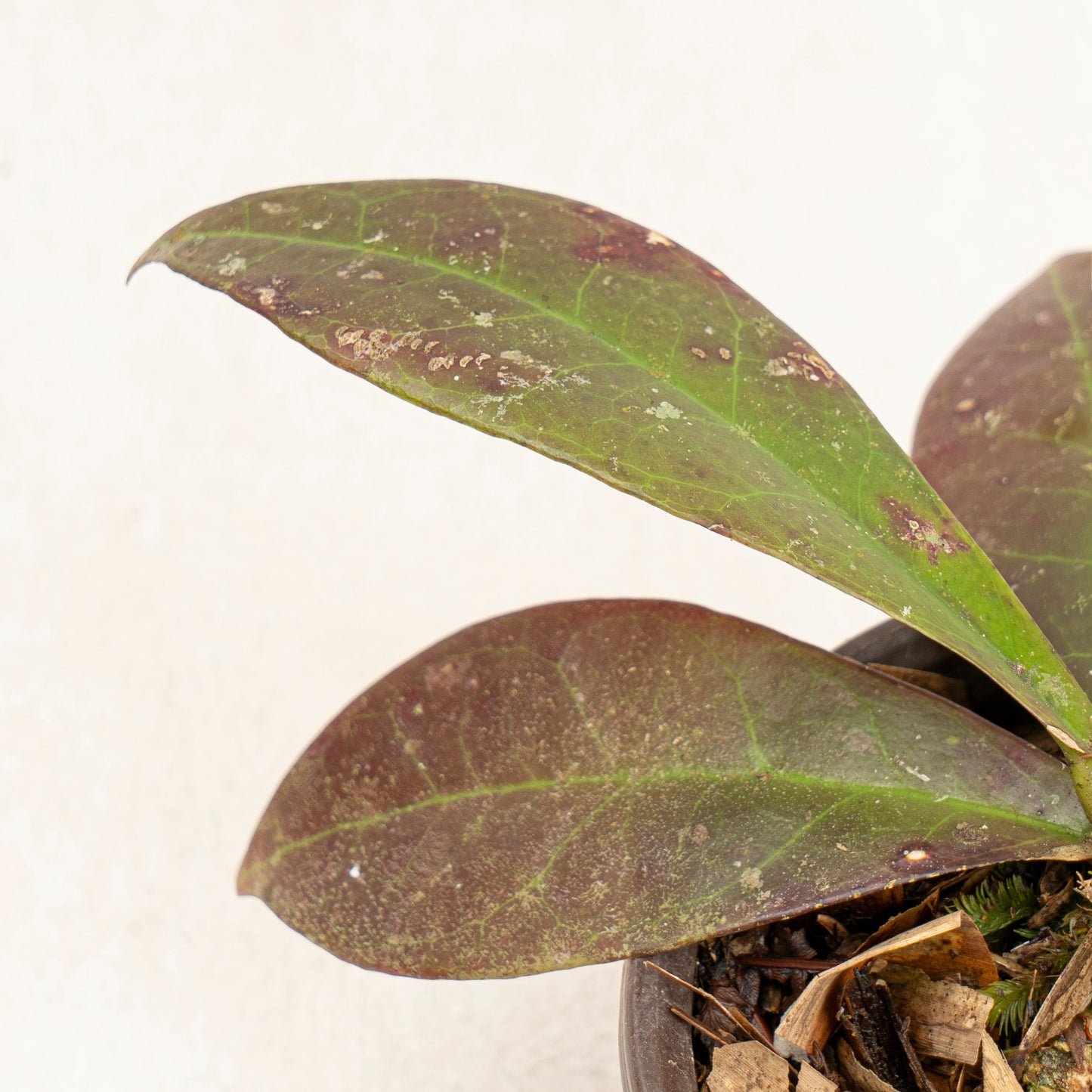 Hoya Buntok Red