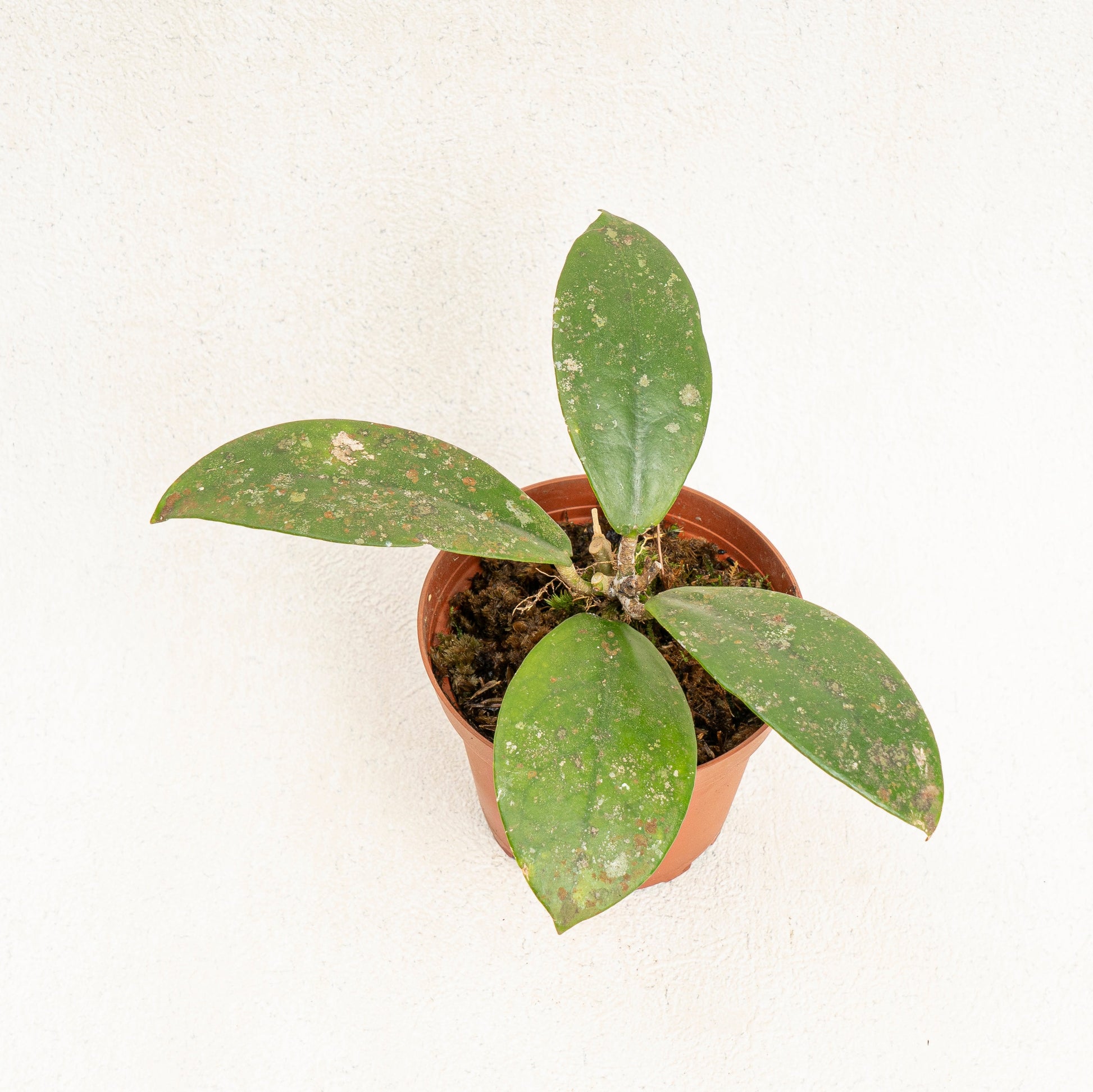 Hoya SP Buntok - Indonesian Rare Plants