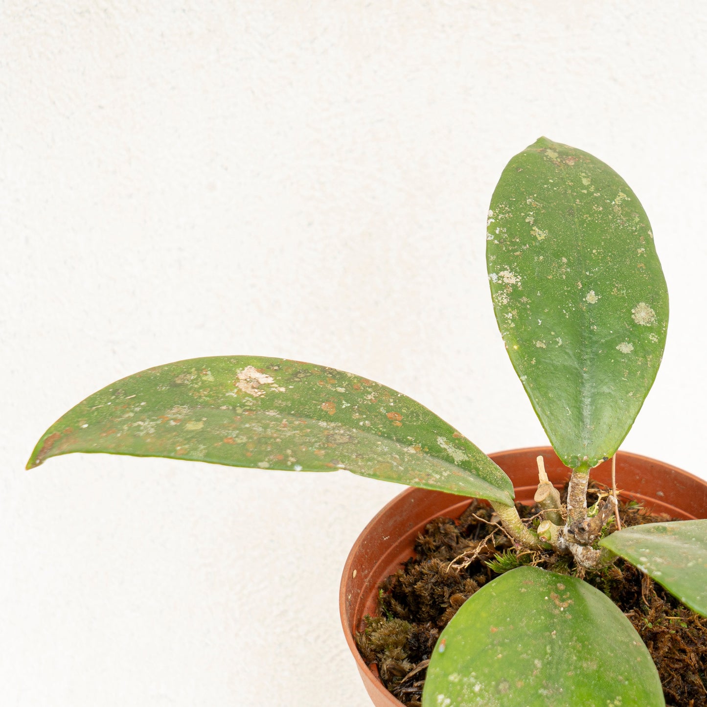 Hoya SP Buntok