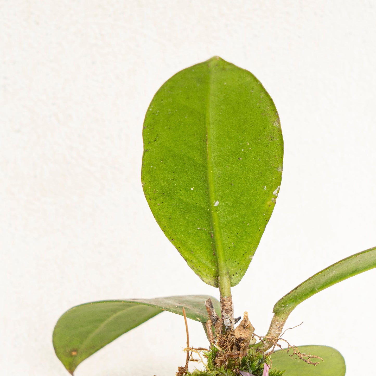 Hoya SP Buntok