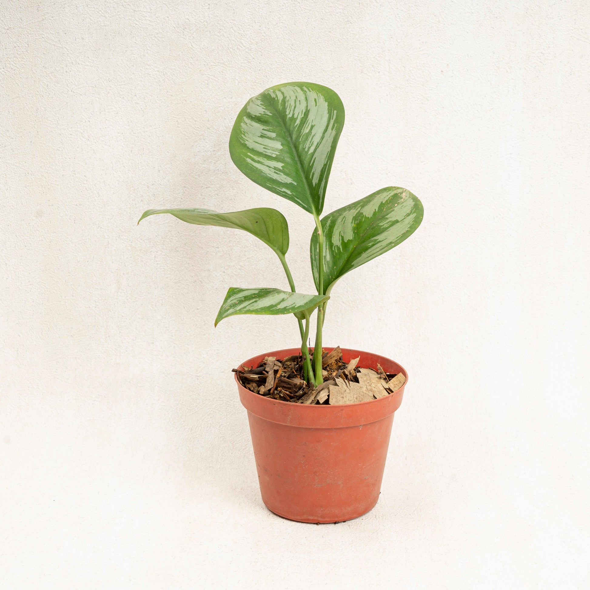 Scindapsus Officinalis - Indonesian Rare Plants