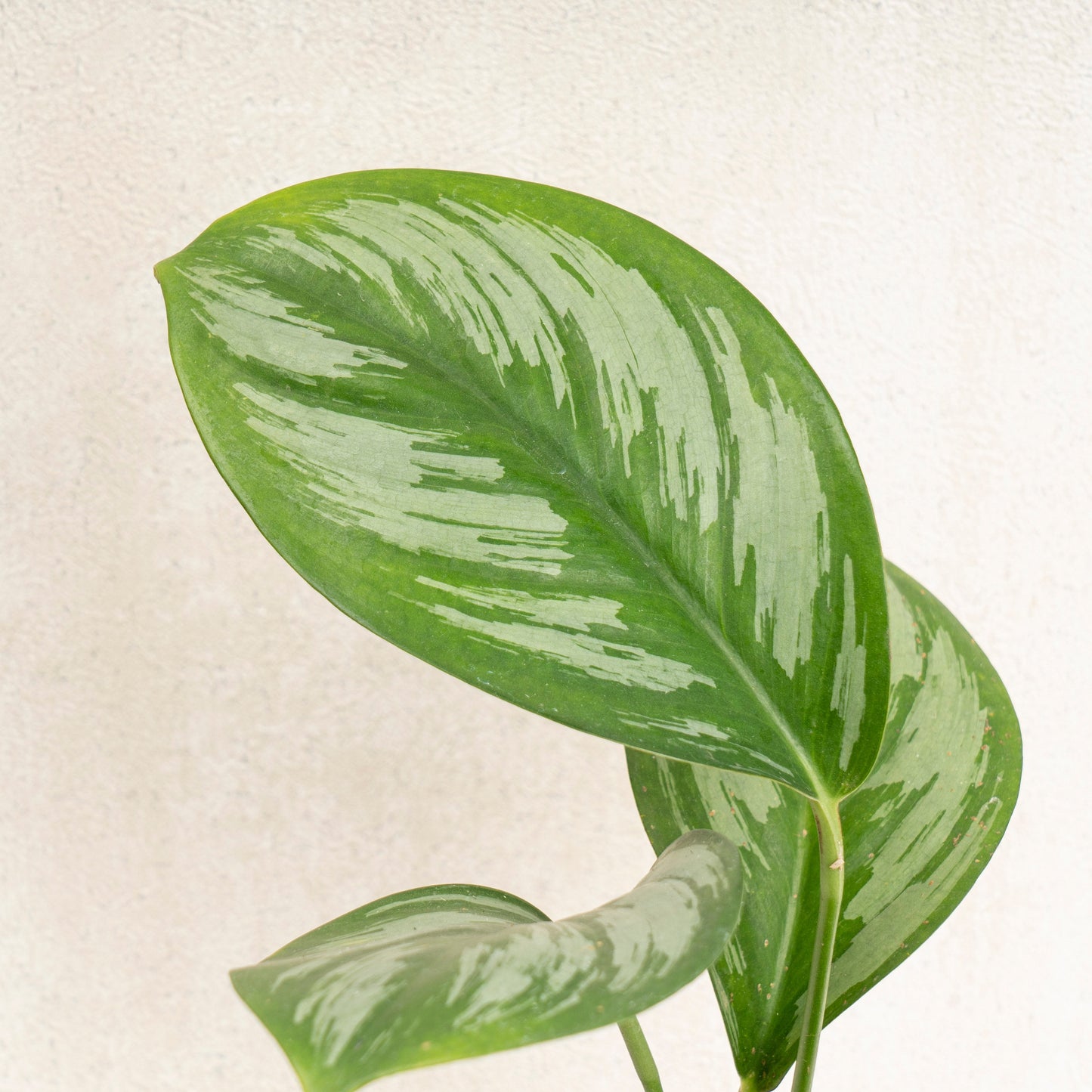 Scindapsus Officinalis