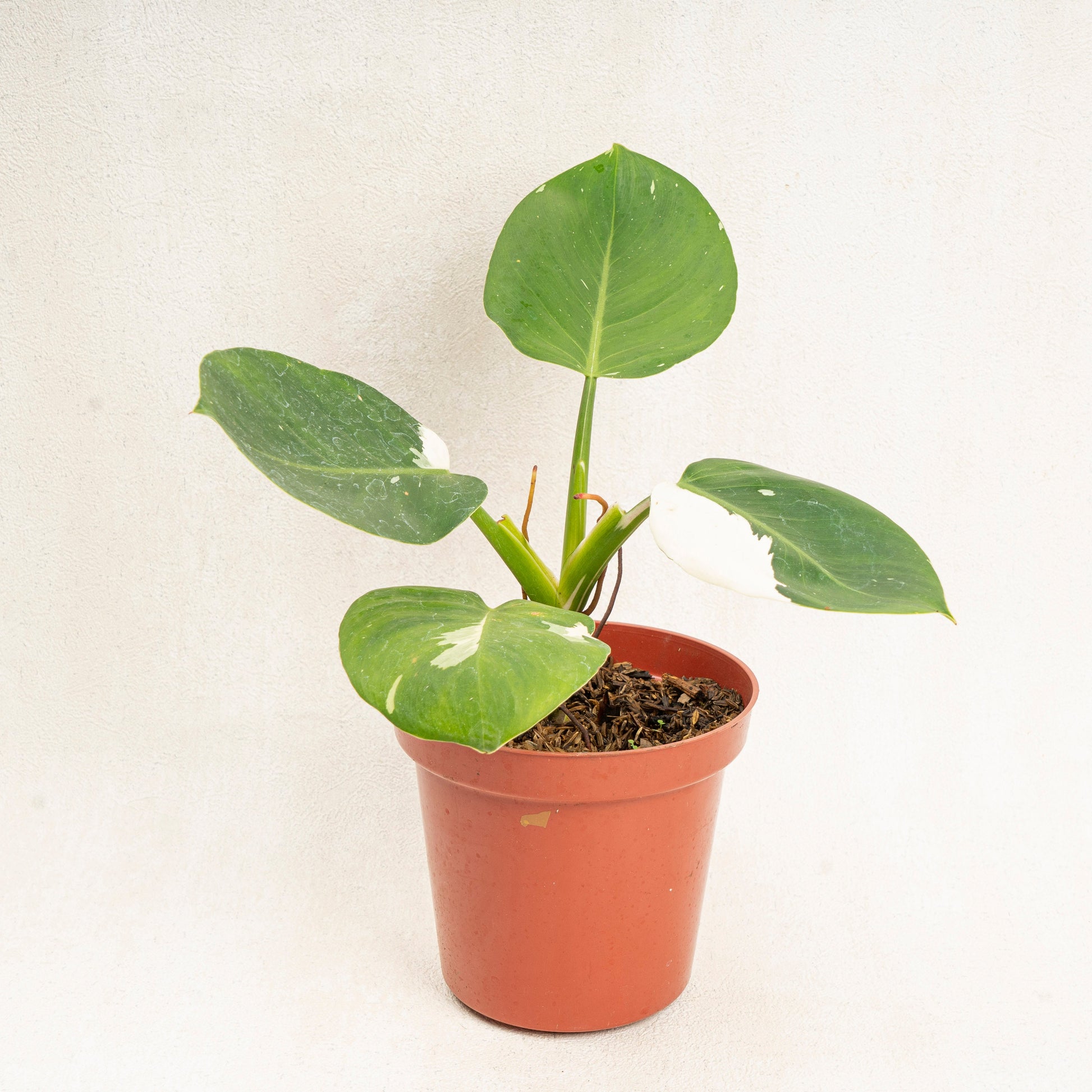 Philodenron White Wizard - Indonesian Rare Plants