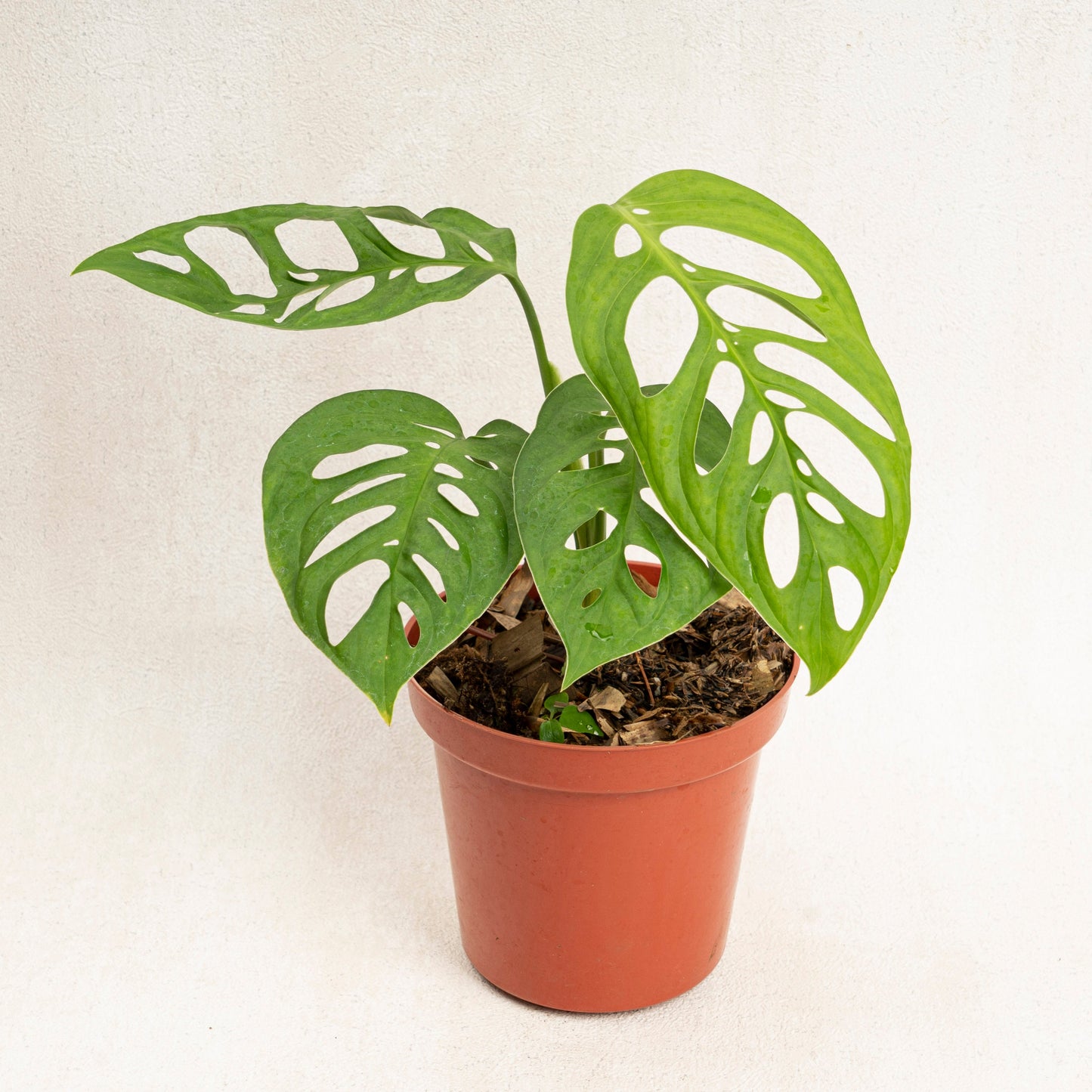 Monstera Esqueleto - Indonesian Rare Plants