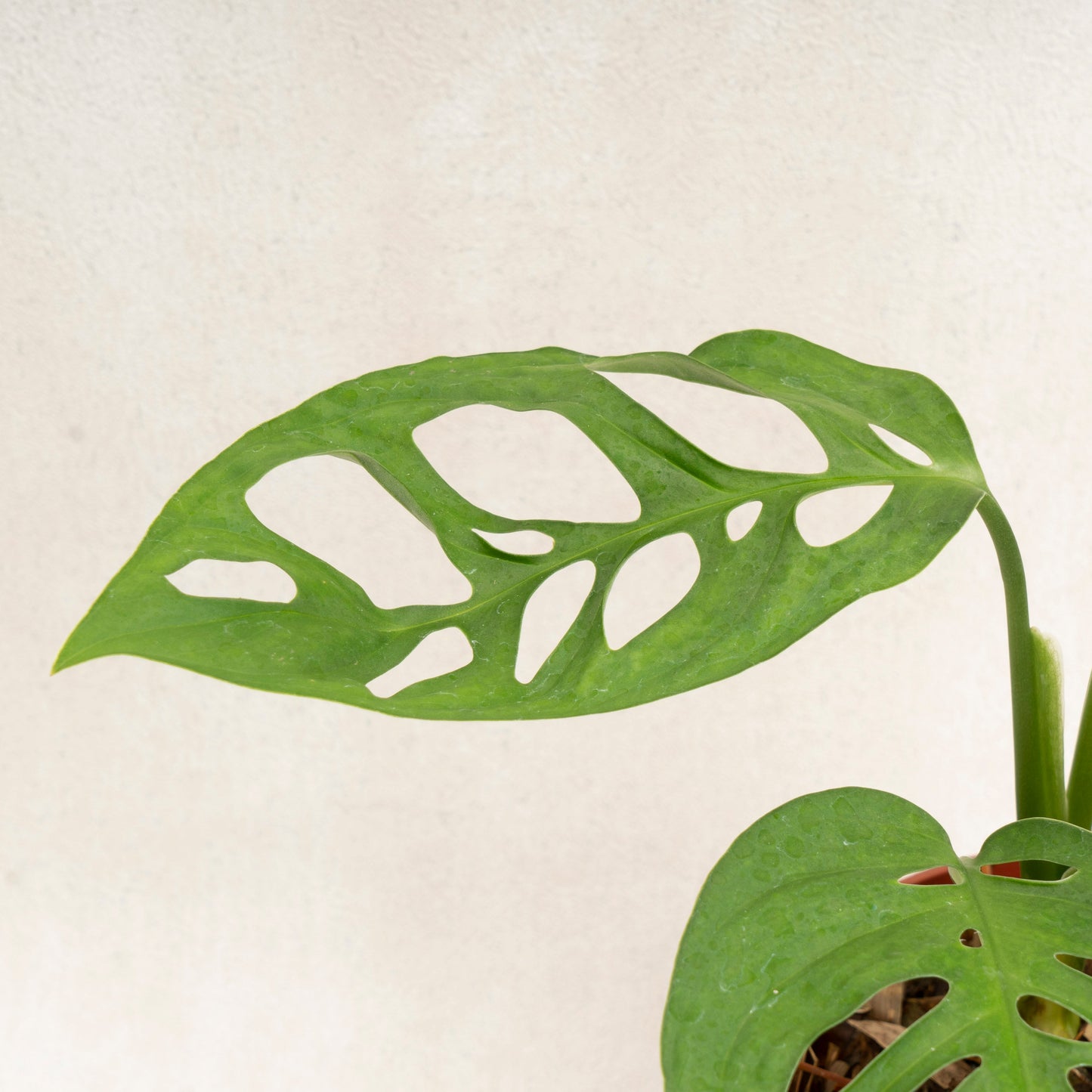 Monstera Esqueleto