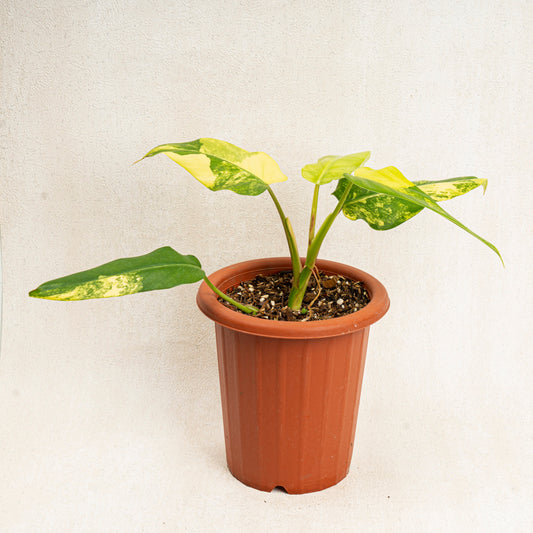 Philodendron Domesticum Variegated - Indonesian Rare Plants